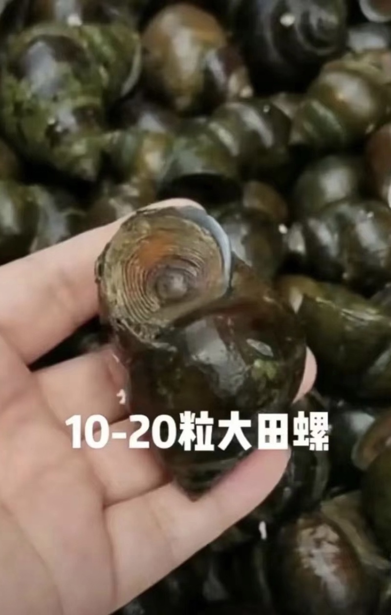 湖北潜江鲜直发