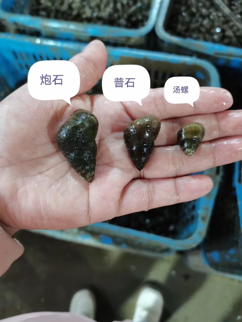 湖北潜江鲜直发