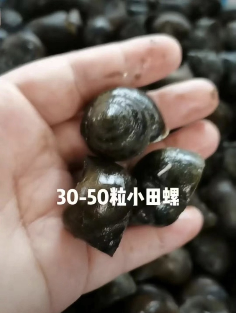 湖北潜江鲜直发