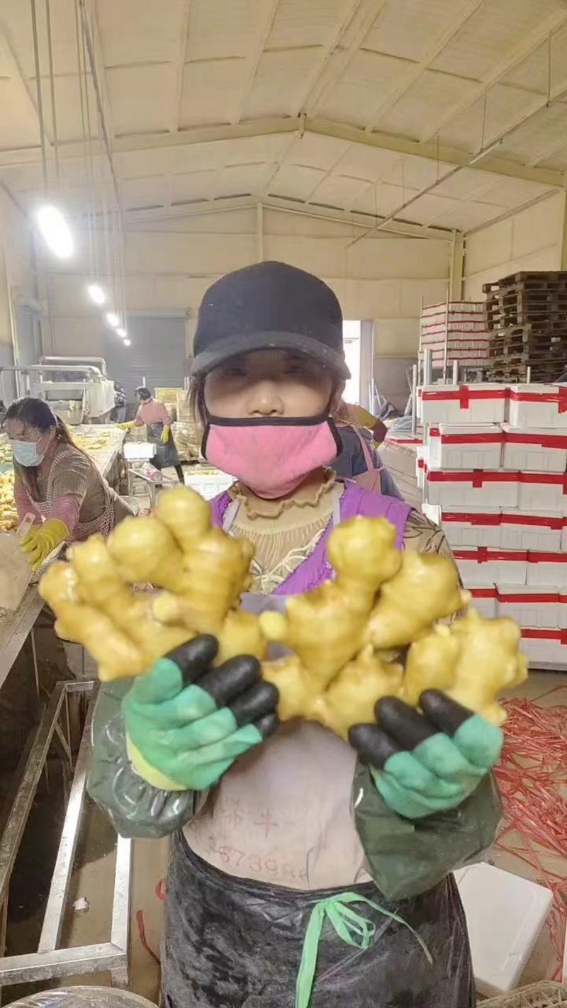 山东优质大黄姜，大量供应质量保证，欢迎采购