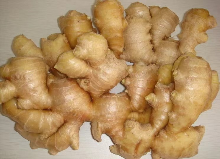 新鲜的大黄姜块茎,表面呈黄色,质地坚实 大黄姜实物图