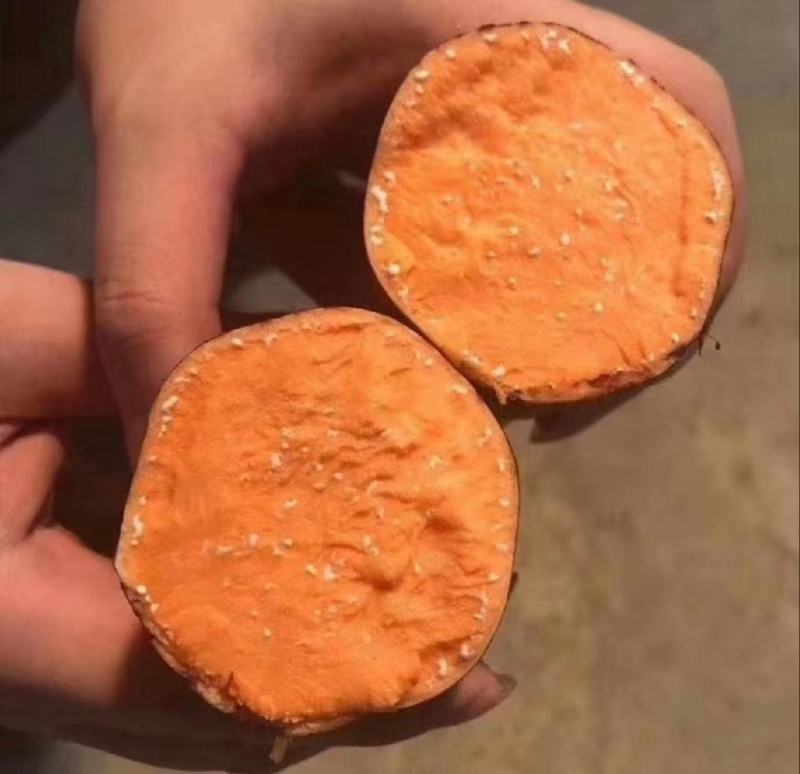山东优质红薯，红薯精品大量上市欢迎采购
