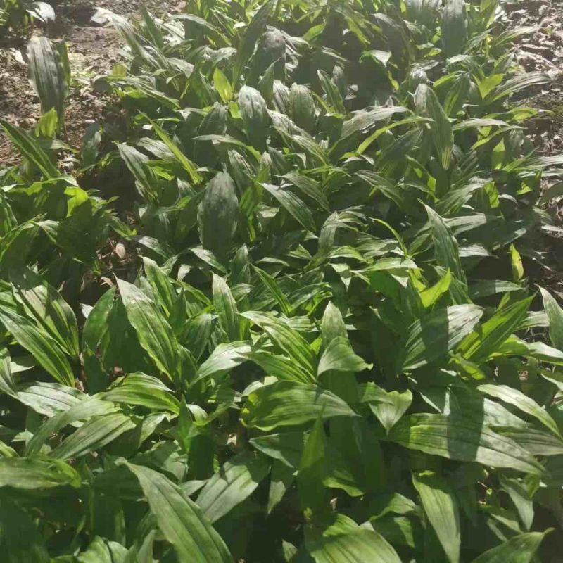 四川紫花、黄花、杜鹃一号直播苗