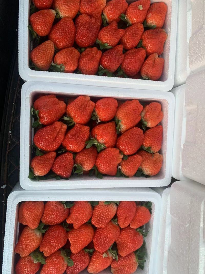 优质红颜草莓，产地直发，货源充足，品质保证欢迎采购