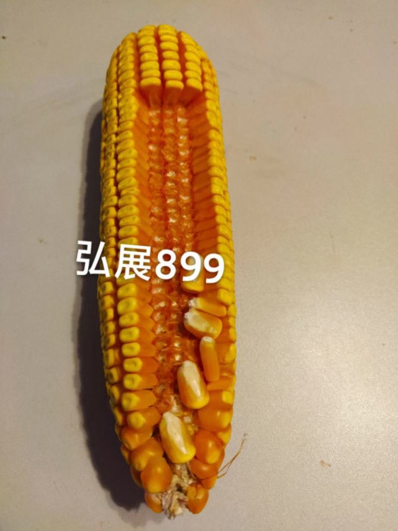 晚播早熟饲料玉米种子，高产抗病抗穗腐籽粒金黄蛋白质含高
