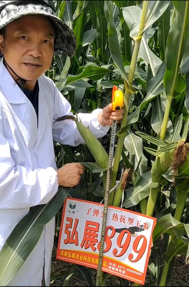 晚播早熟饲料玉米种子，高产抗病抗穗腐籽粒金黄蛋白质含高
