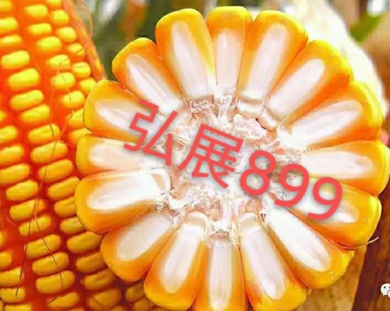 晚播早熟饲料玉米种子，高产抗病抗穗腐籽粒金黄蛋白质含高