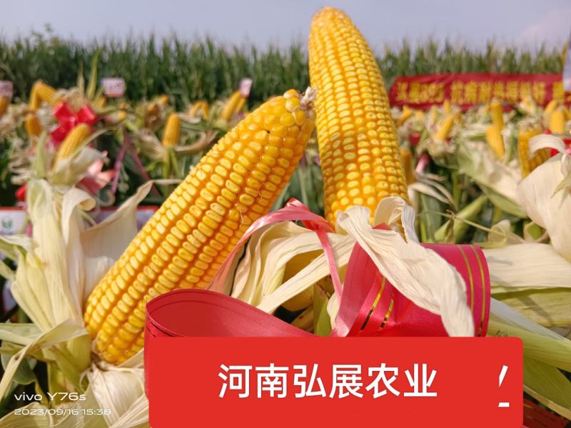 晚播早熟饲料玉米种子，高产抗病抗穗腐籽粒金黄蛋白质含高