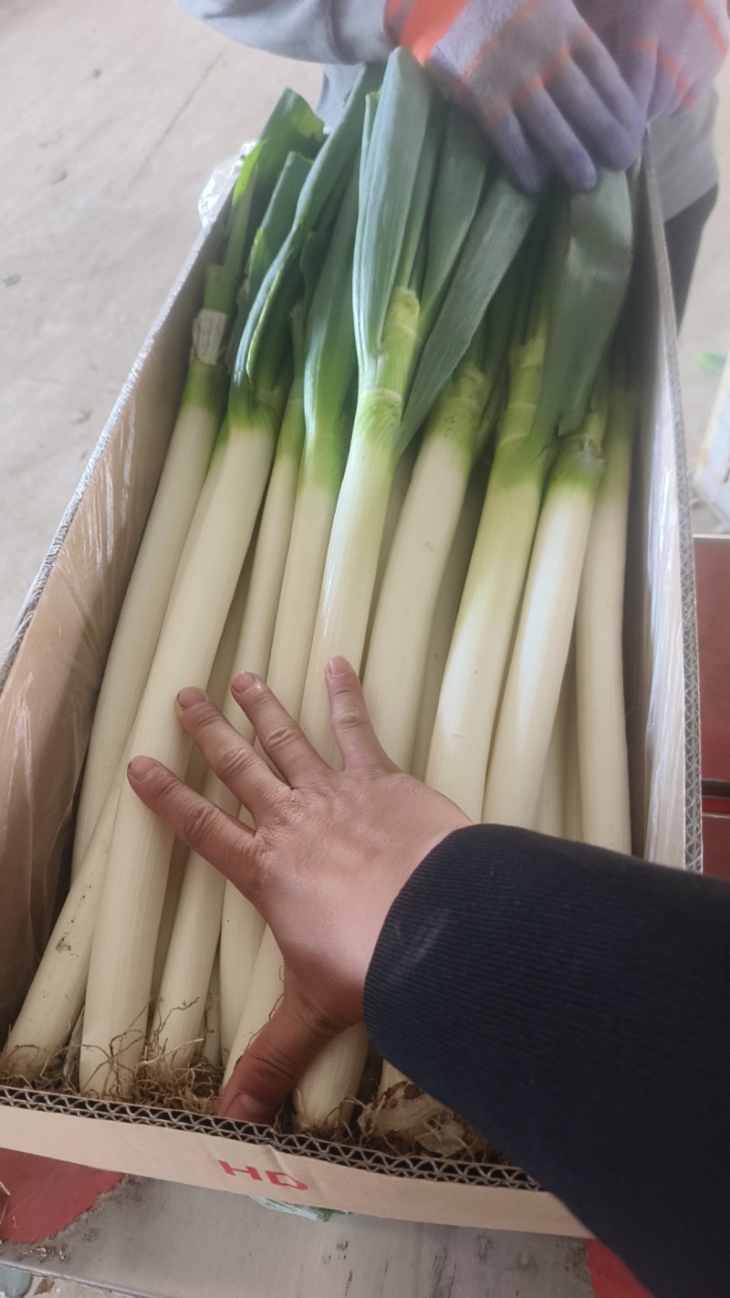 福建漳浦大葱，网袋捆葱，箱葱包打冷上车，讲究质量