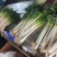 福建漳浦大葱，网袋捆葱，箱葱包打冷上车，讲究质量