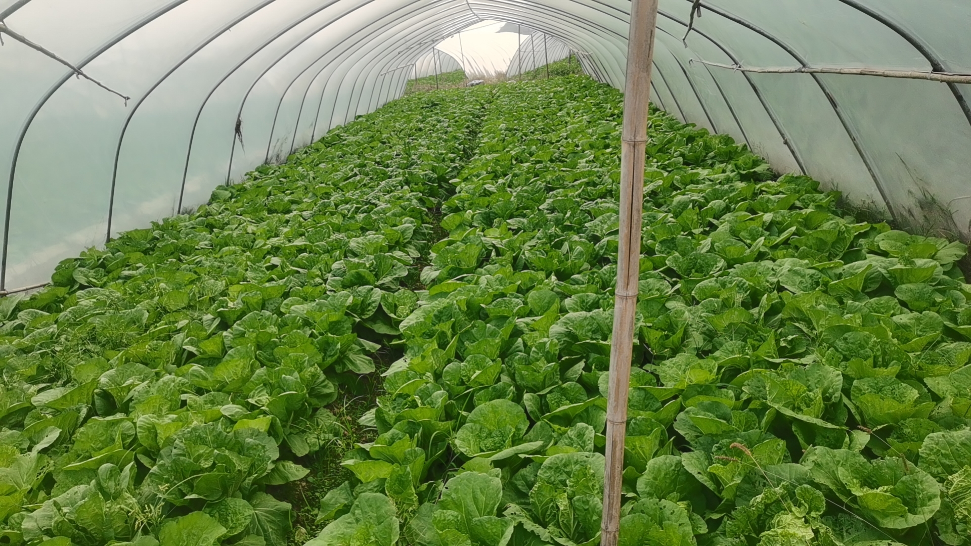 夏阳白菜新品种植株展示