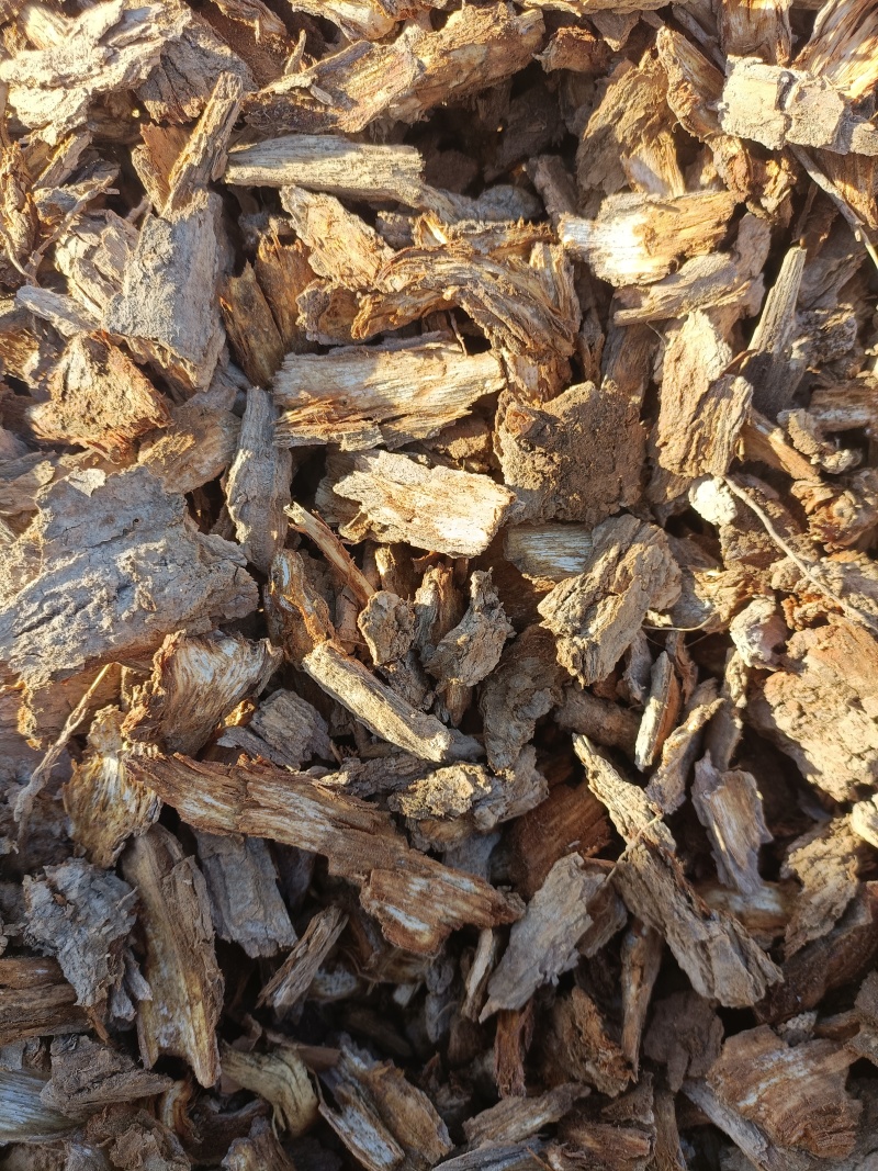 地骨皮