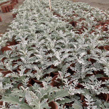 银叶菊