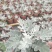 银叶菊
