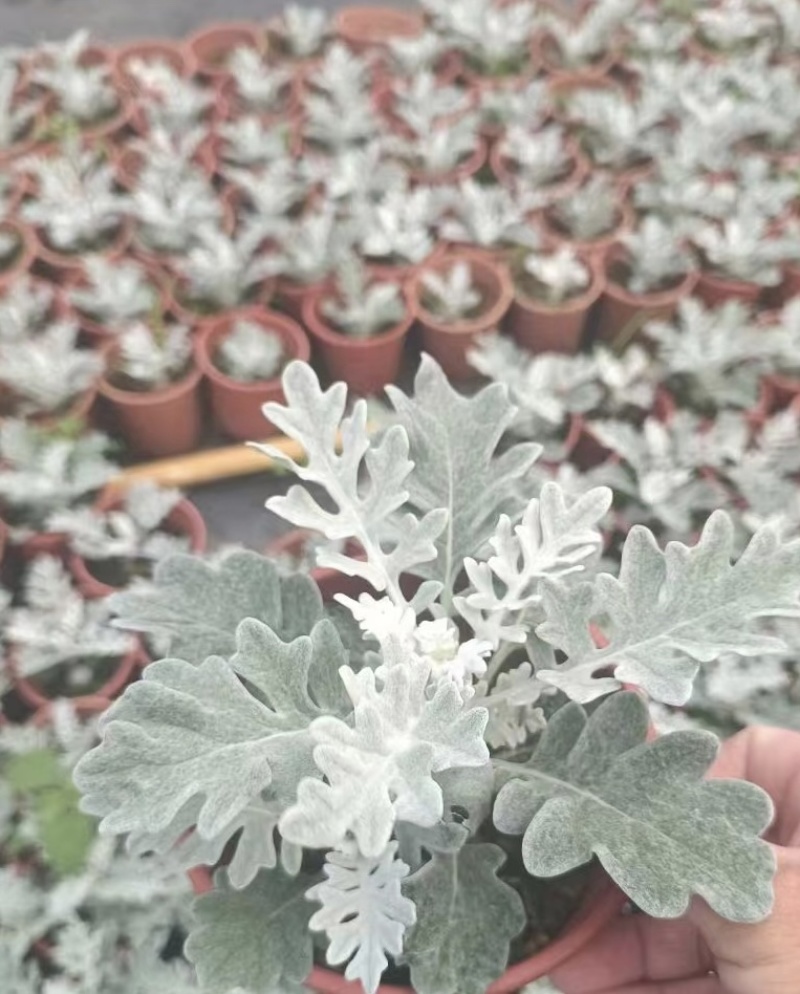 银叶菊