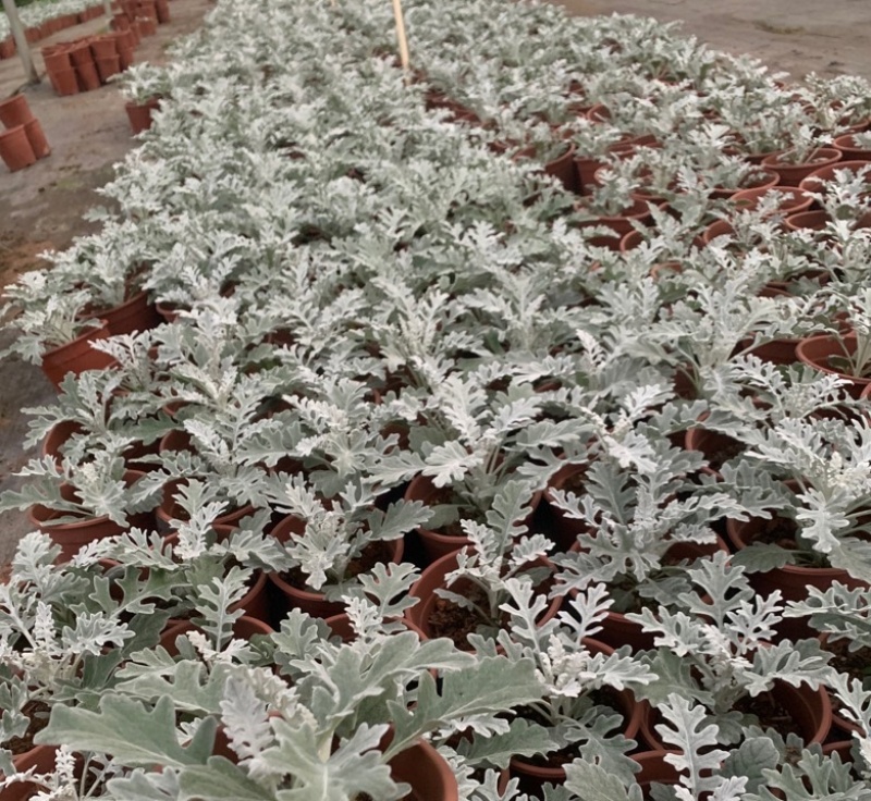 银叶菊