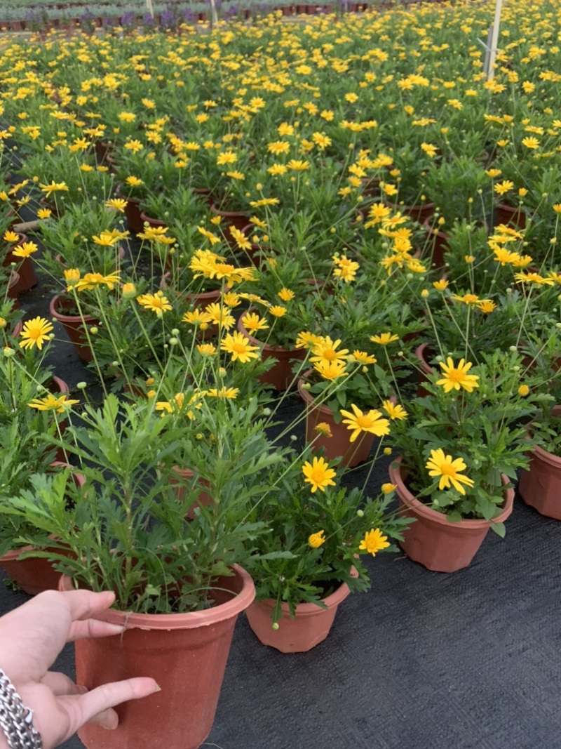 木春菊，盆苗，袋苗大量上市啦