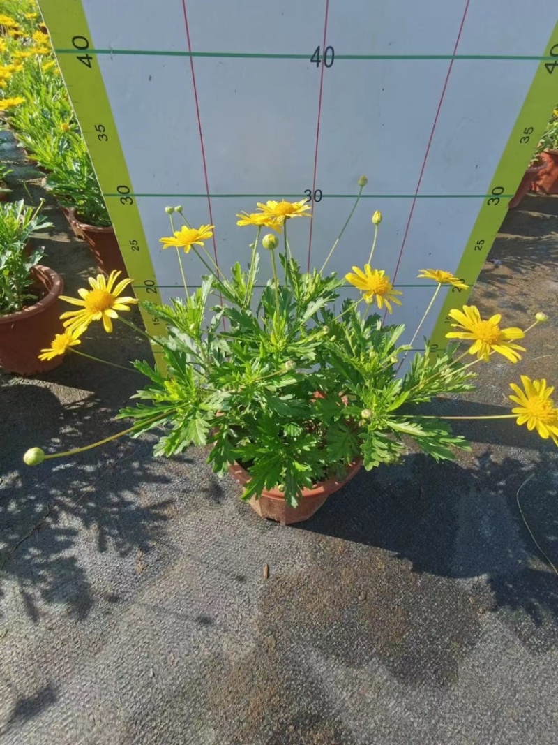 木春菊，盆苗，袋苗大量上市啦