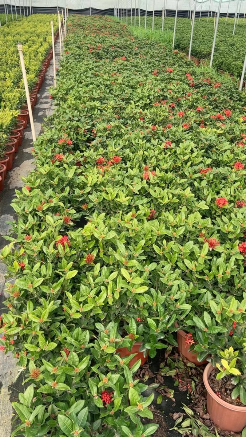 龙船花