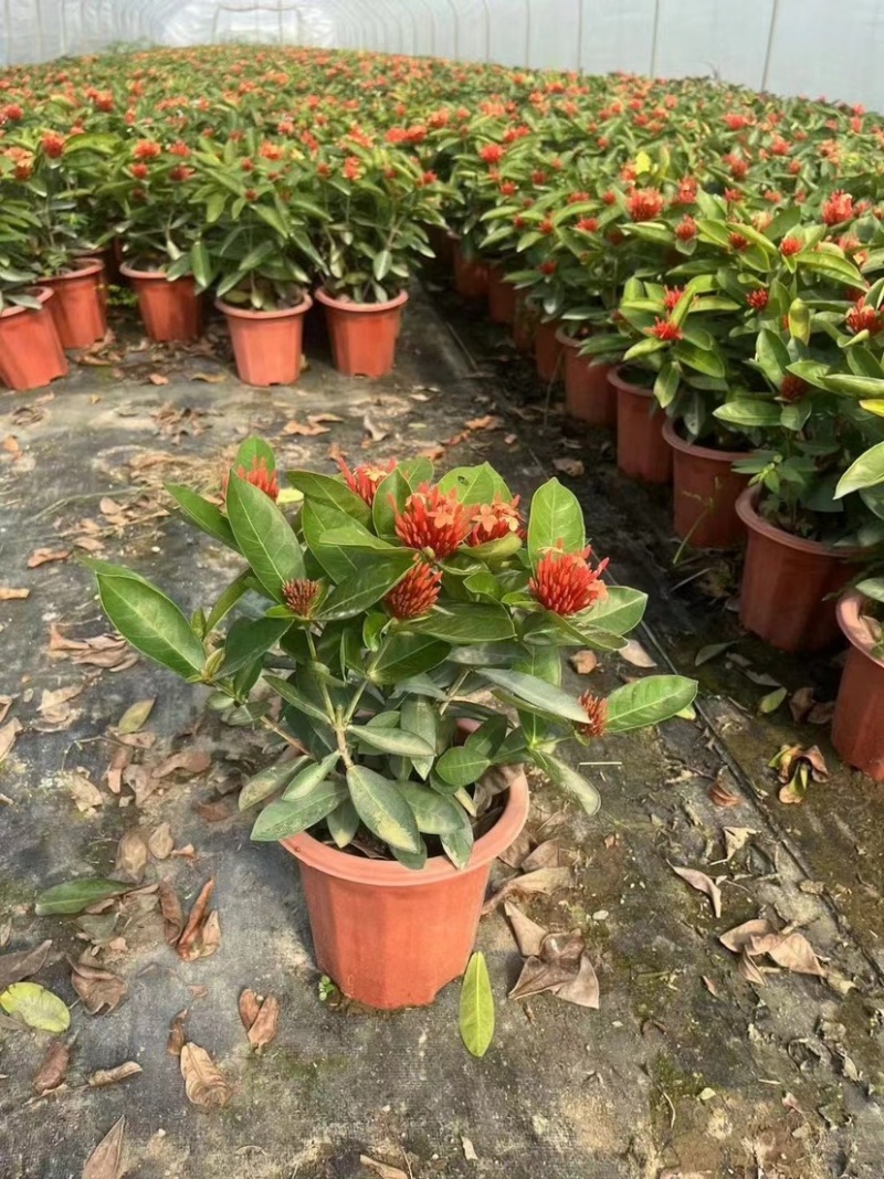 龙船花
