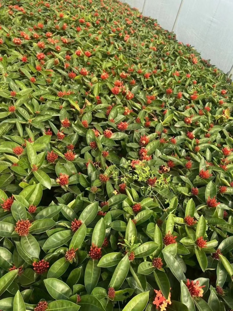 龙船花