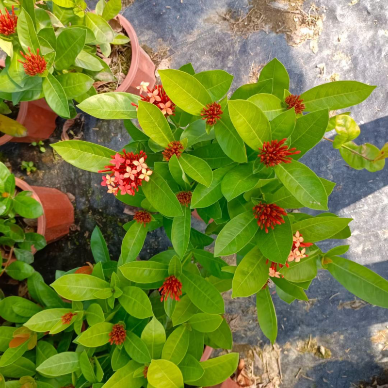 龙船花