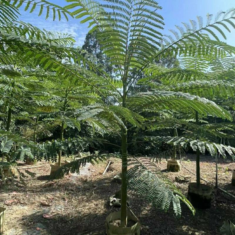 2312苗木基地批发供应粘叶豆小种苗巴西豆沙椤