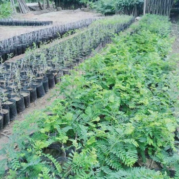 油甘苗