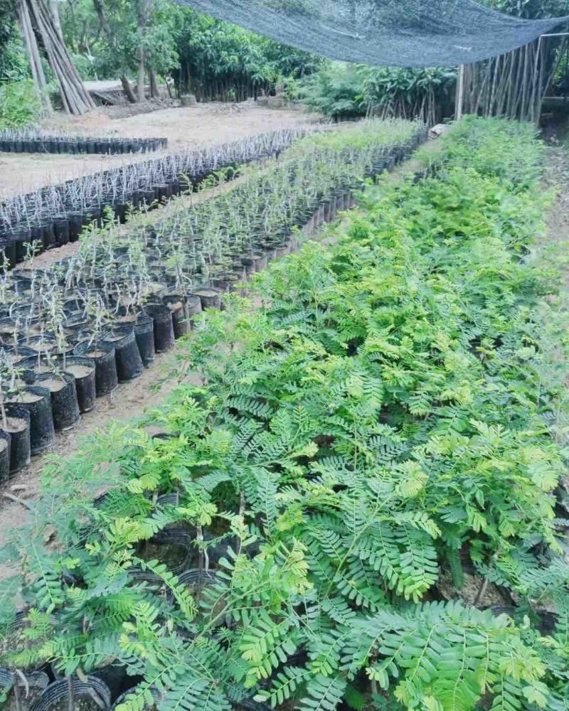 油甘苗