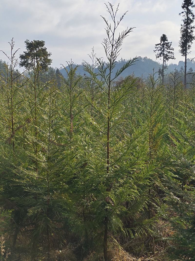 柳杉苗基地规格齐全，一手货源价格便宜