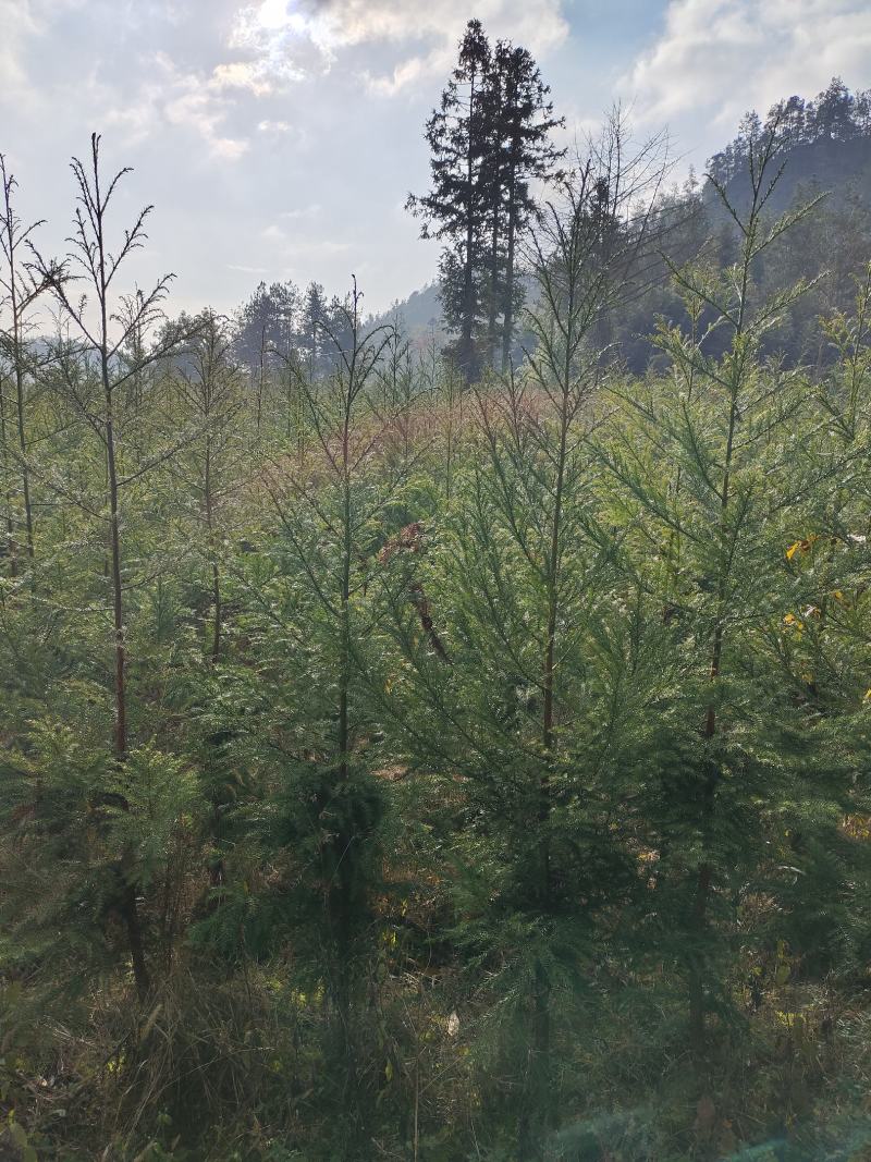 柳杉苗基地规格齐全，一手货源价格便宜
