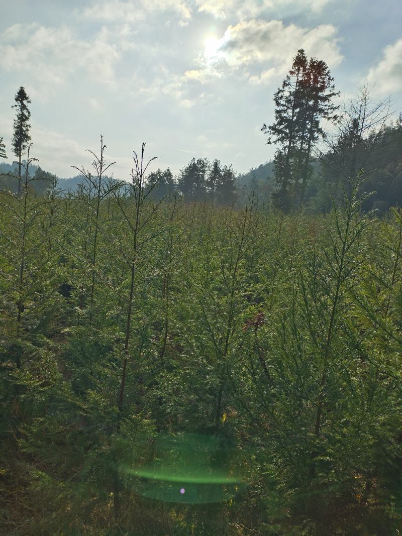 柳杉苗基地规格齐全，一手货源价格便宜