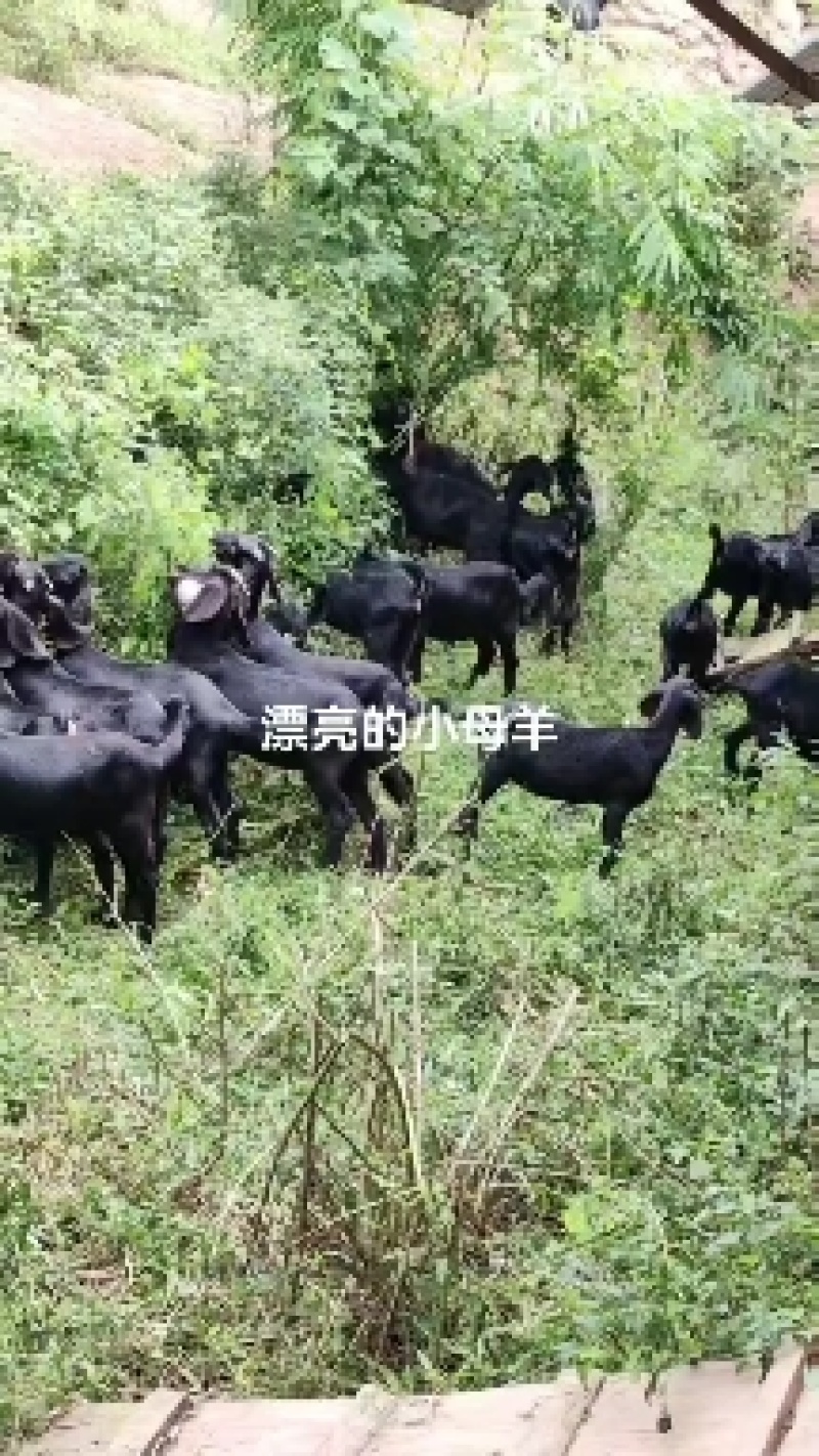 活羊重庆走地活羊自家养殖品质保障价格实惠欢迎联系