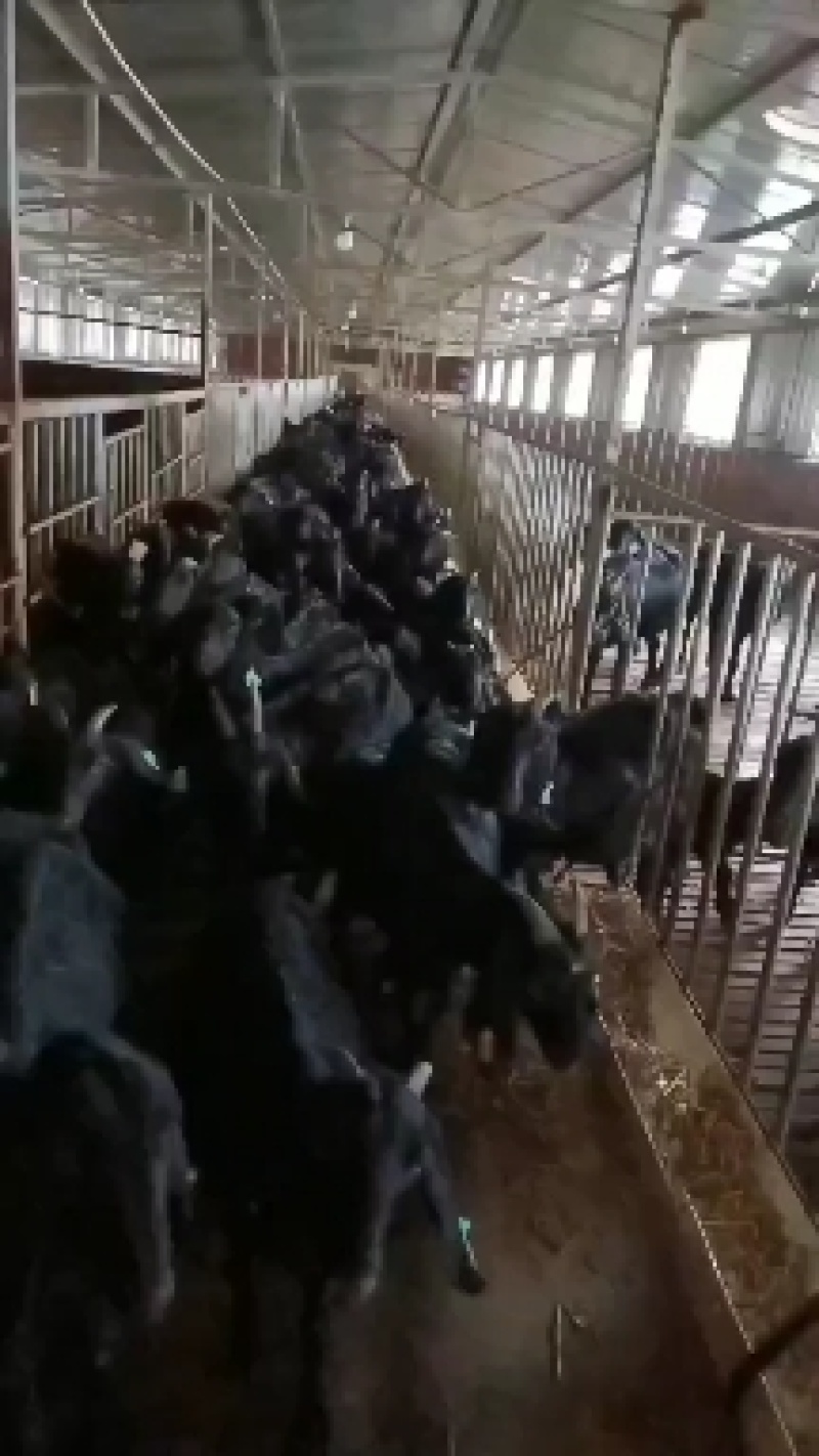 活羊重庆走地活羊自家养殖品质保障价格实惠欢迎联系