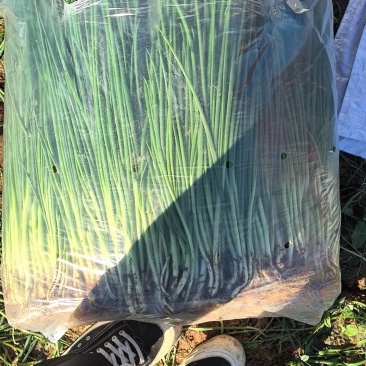 精品香葱，产地直发，量大从优，物美廉价！