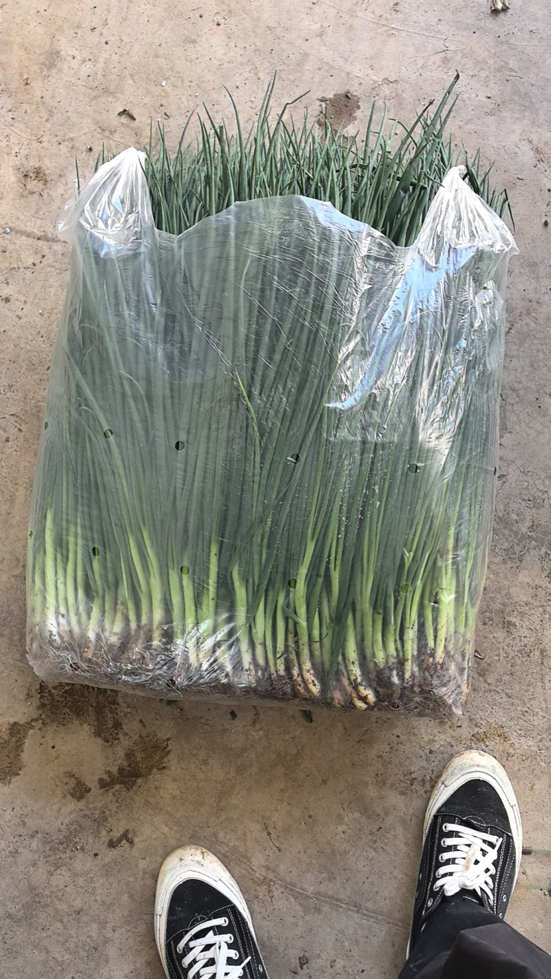 精品香葱，产地直发，量大从优，物美廉价！