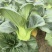 东台矮脚黑大头苏州青菜源头基地支持远程视频看货全国发货