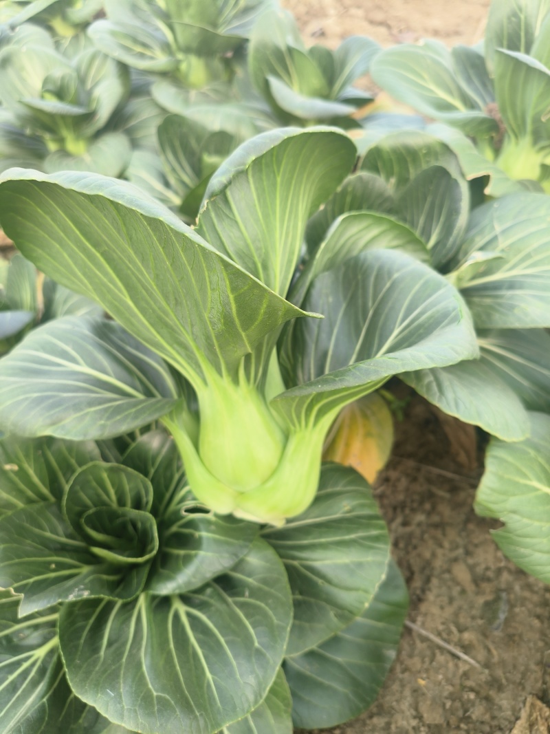 东台矮脚黑大头苏州青菜源头基地支持远程视频看货全国发货