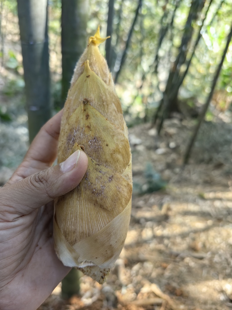 冬笋产地一手货源，支持各种订单包装，货源稳定