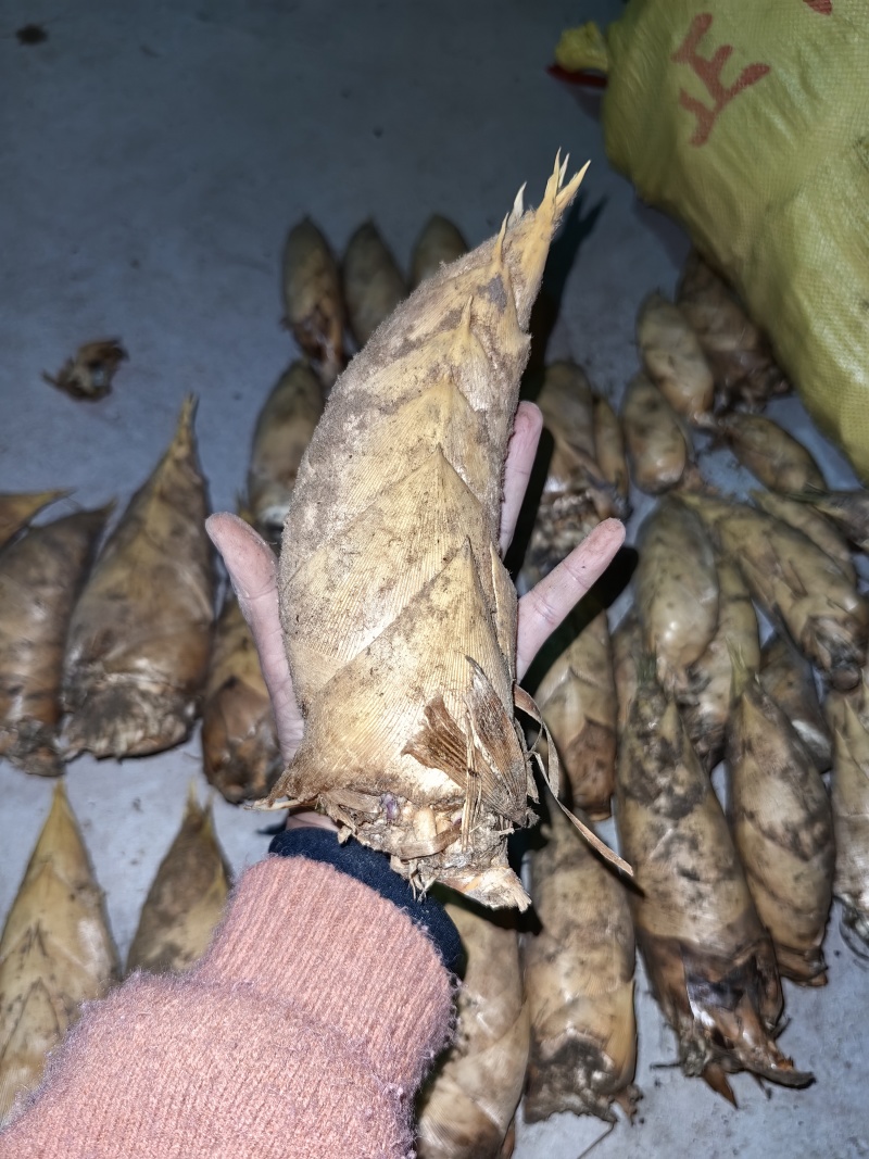 冬笋产地一手货源，支持各种订单包装，货源稳定