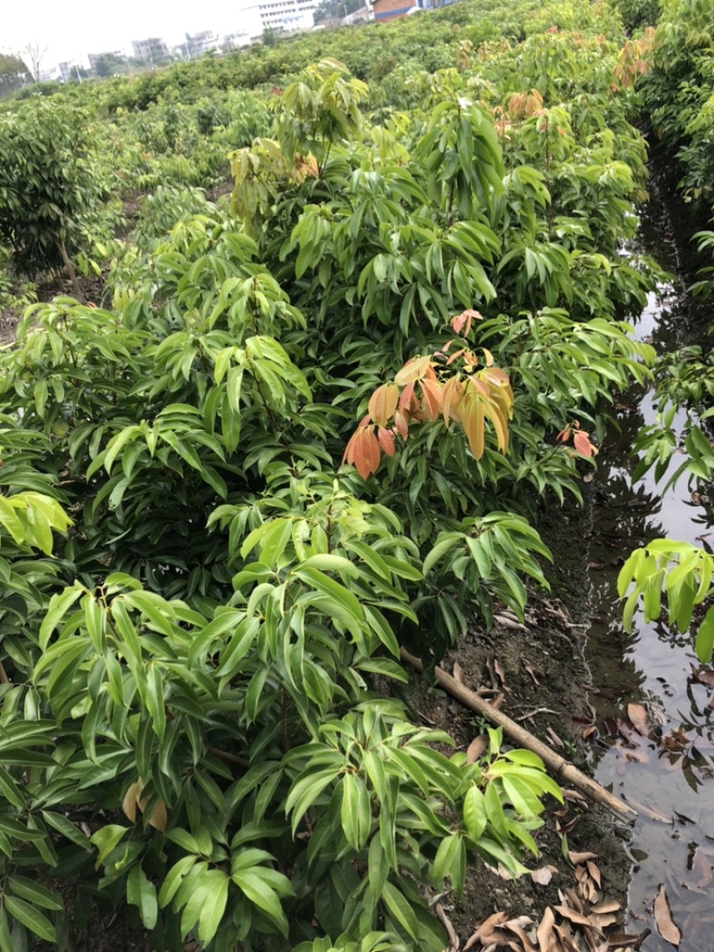 荔枝苗正品嫁接苗桂味荔枝苗，核小肉厚