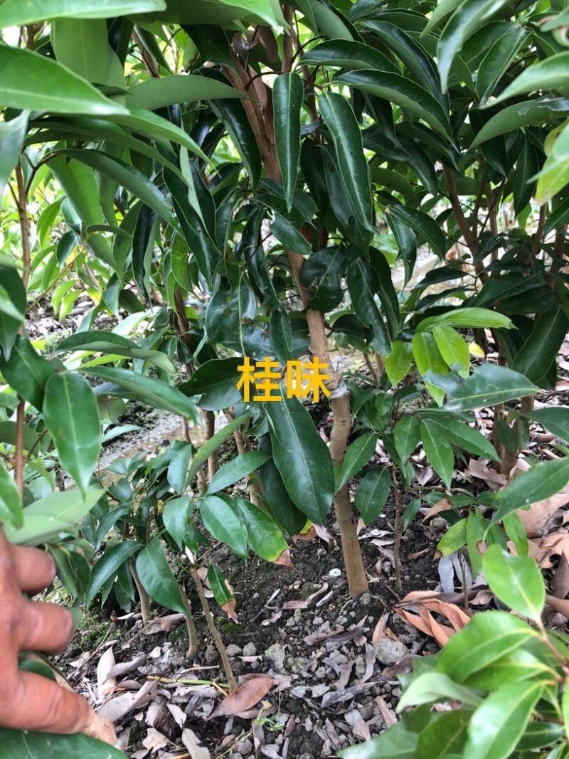 荔枝苗正品嫁接苗桂味荔枝苗，核小肉厚