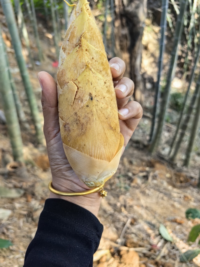 冬笋产地实力代办支持各种订单加工，电商货源充足