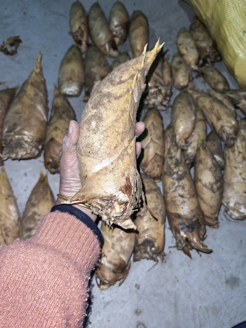 冬笋产地实力代办支持各种订单加工，电商货源充足