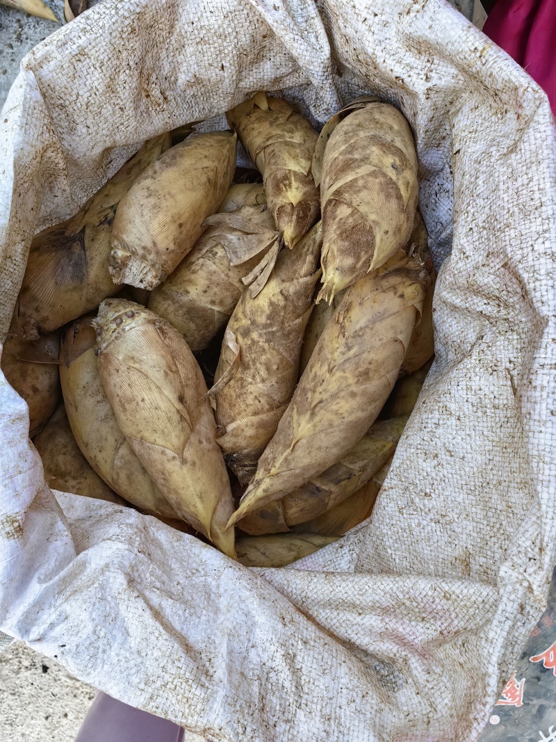 冬笋产地实力代办支持各种订单加工，电商货源充足