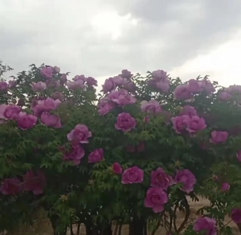 牡丹花树