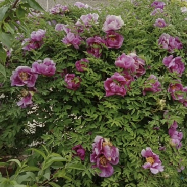 牡丹花树