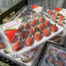 精品小盒装15粒12粒甜宝草莓🍓