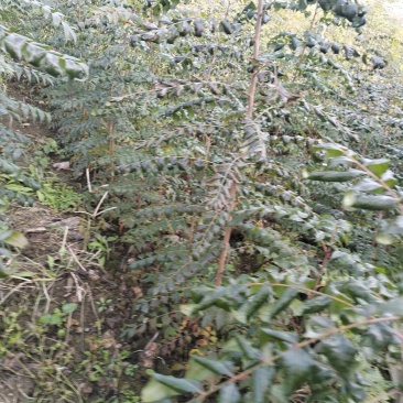 黄连木地苗