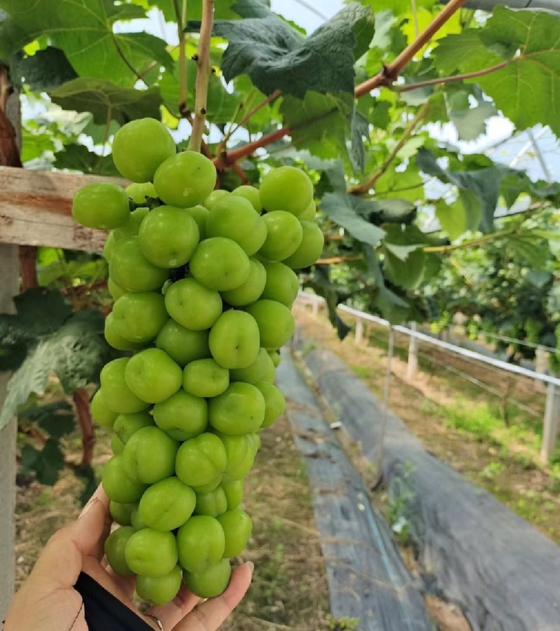 【推荐】河北阳光玫瑰葡萄供应市场商超电商一手货源